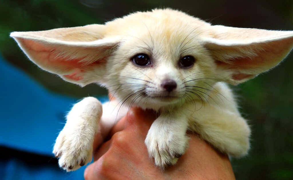Charming Baby Fennec Fox Held in Nature: A Portrait of Innocence Wallpaper