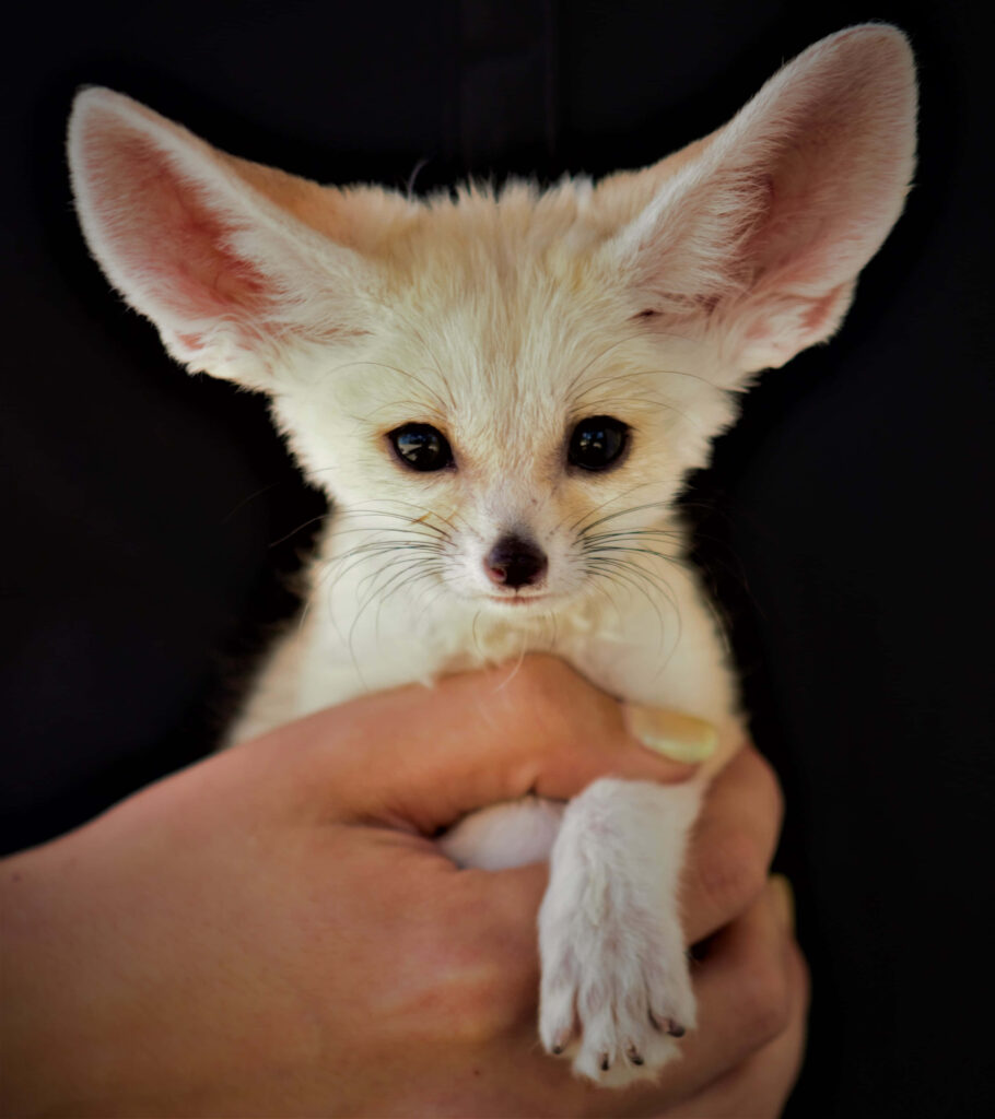 Adorable Baby Fennec Fox Basking in Sunlight - Cute Wallpaper