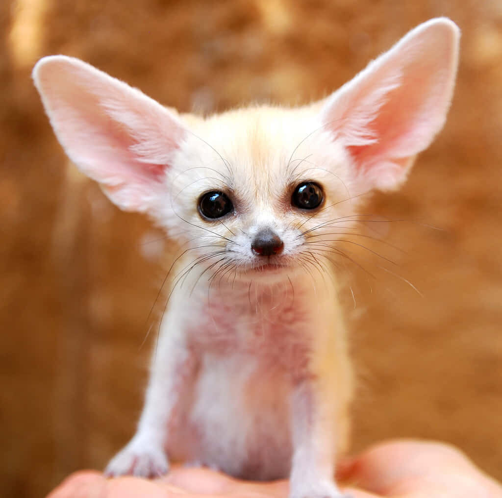 Curious Baby Fennec Fox Wallpaper with Delicate Ears & Bright Eyes