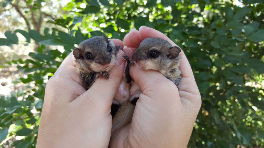 Close-up of two baby flying squirrels held gently in hands with soft green foliage background Wallpaper