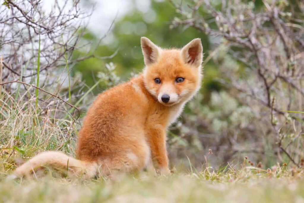 Curious Baby Fox Exploring Vibrant Greenery in Nature's Beauty Wallpaper