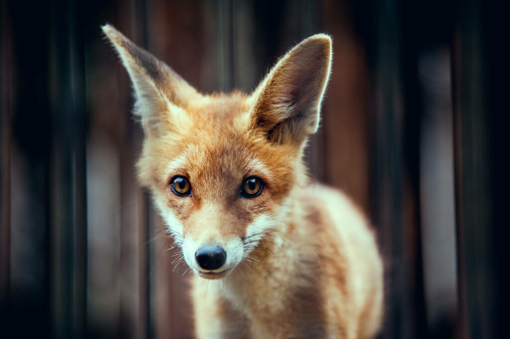 Adorable Baby Fox Close-Up Wallpaper with Curious Expression