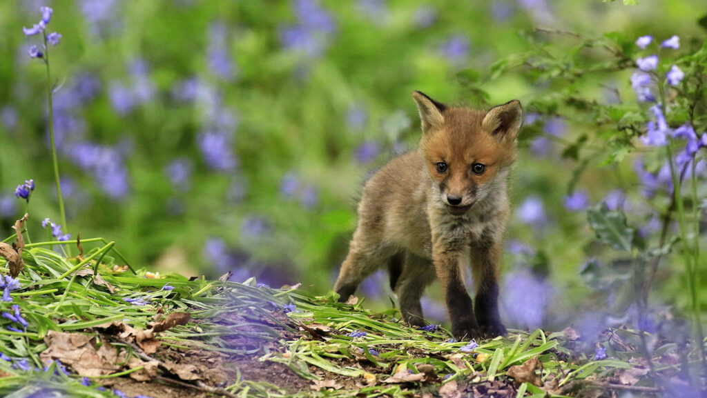 Adorable Baby Fox Among Bluebells: Enchanting Forest Wallpaper