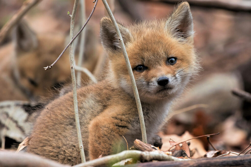 Cozy Baby Fox Wallpaper Among Dry Leaves - Serene Autumn Background