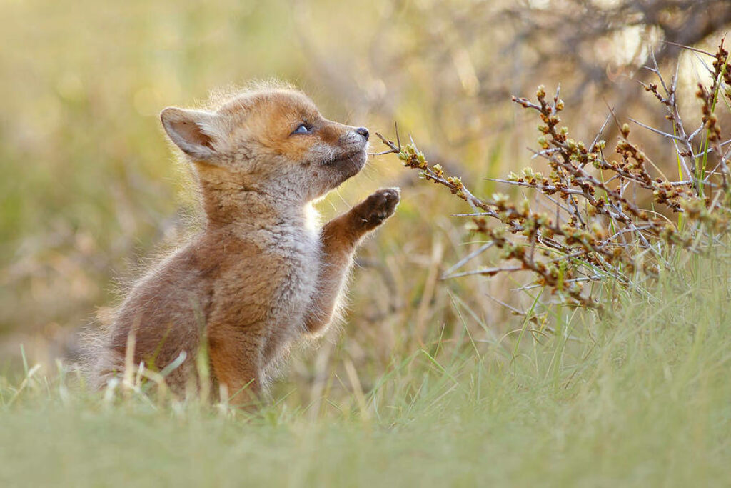Adorable Baby Fox in Serene Natural Setting Wallpaper