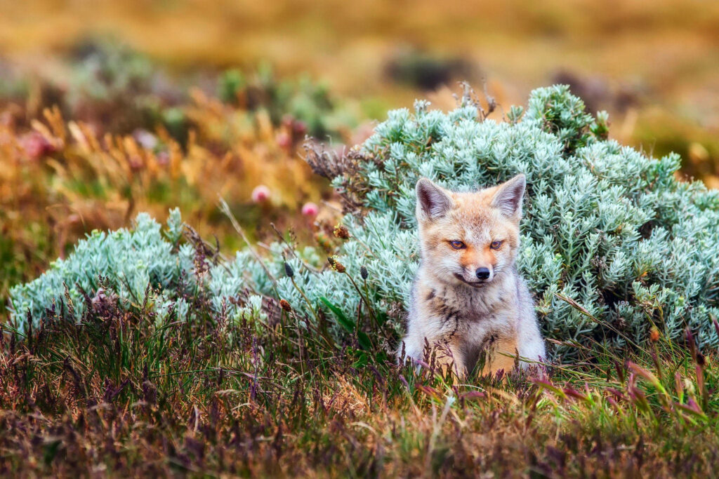 Adorable Baby Fox in Lush Greenery - Peaceful Wallpaper Scene