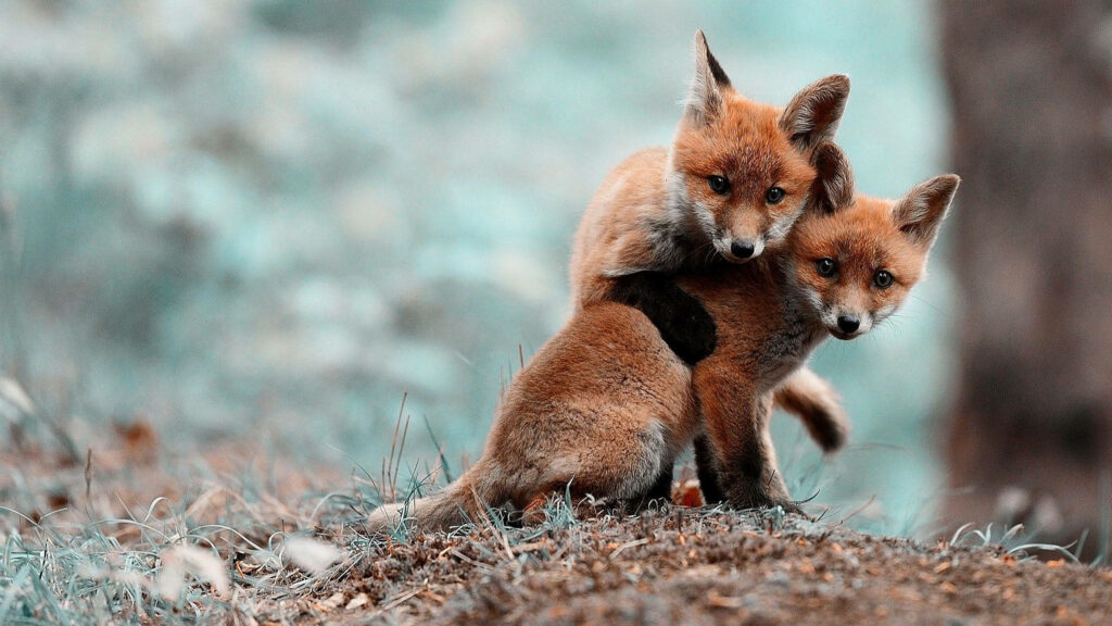 Heartwarming Baby Foxes Embrace Wallpaper - Soft Natural Background