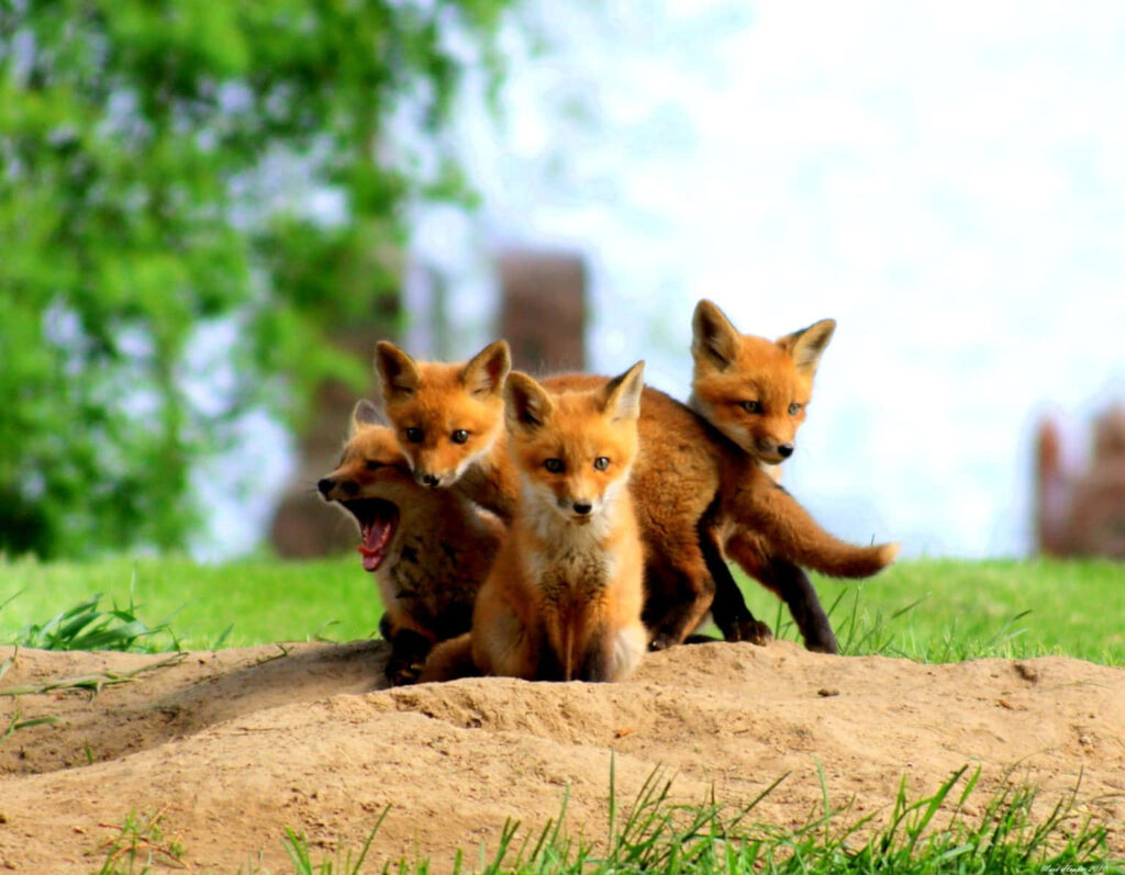 Charming Baby Foxes Exploring Lush Green Nature Wallpaper