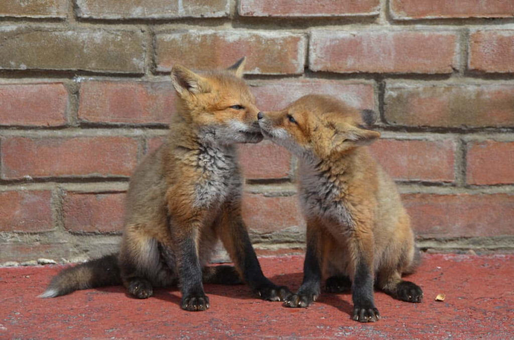 Playful Baby Foxes Share a Tender Moment Against Brick Wall Wallpaper