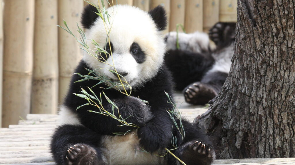 Baby Panda Feasting on Bamboo: A 4K Wallpaper from the Madrid Zoo Aquarium