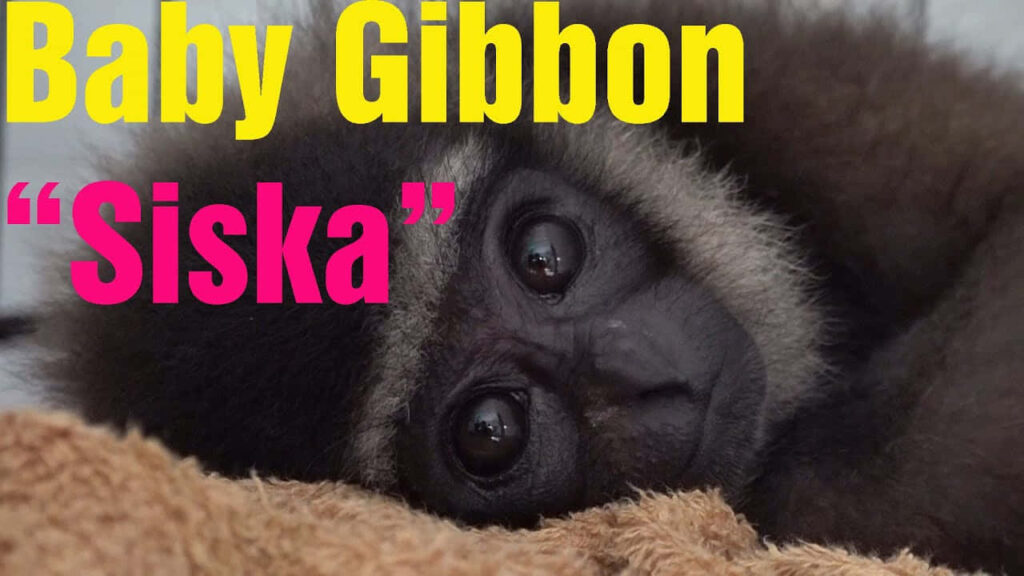 Adorable Baby Gibbon Siska: Curious Charm in Soft Fur Background Wallpaper