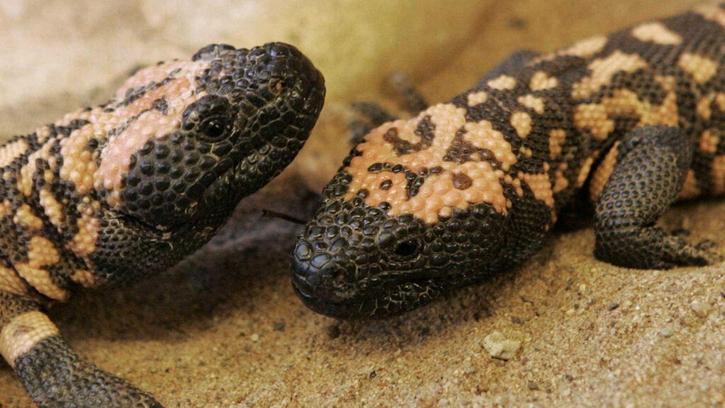 Charming Baby Gila Monsters on Sandy Background - Vibrant Wallpaper