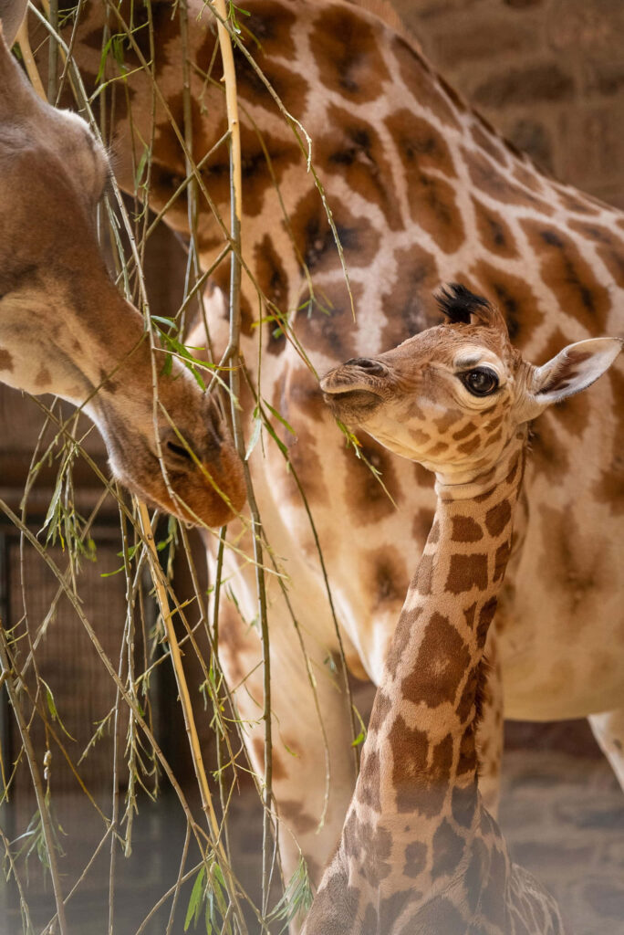 Charming Baby Giraffe Morning Walk in Warm Enclosure Hues Wallpaper