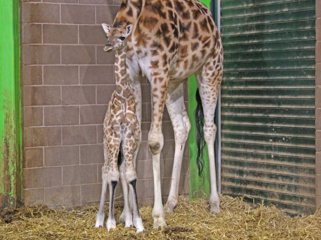Adorable Baby Giraffe Snacking with Mom in Cozy Indoor Setting Wallpaper