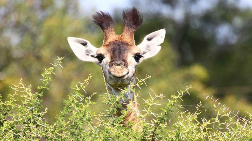 Adorable Baby Giraffe in Lush Greenery - Innocence & Curiosity Wallpaper