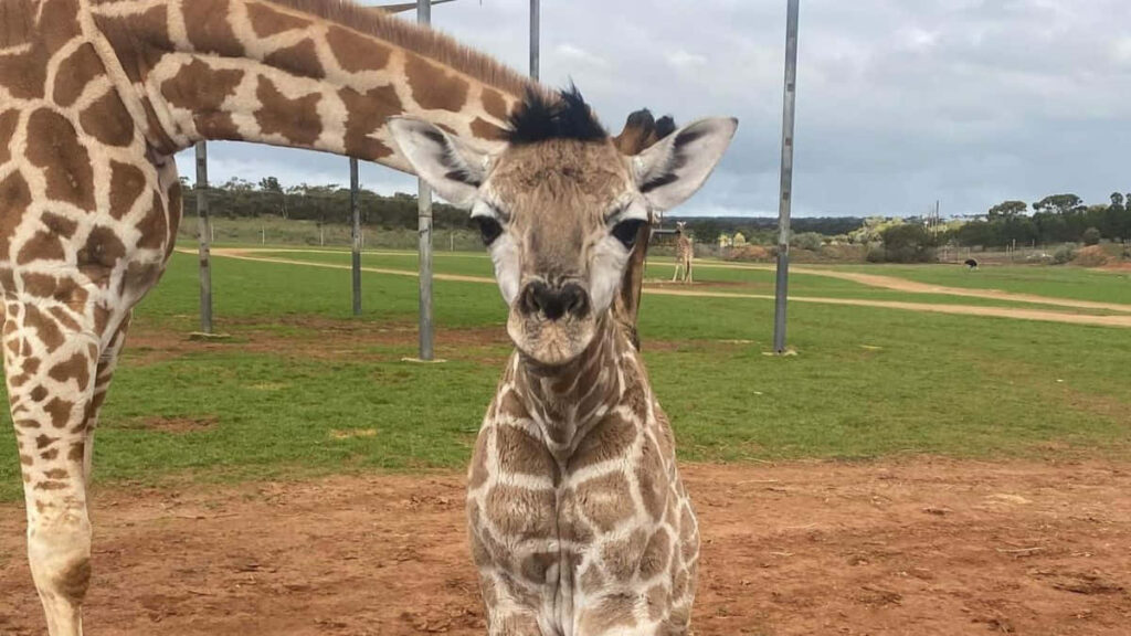 Adorable Baby Giraffe Wallpaper: Innocence in a Serene Field