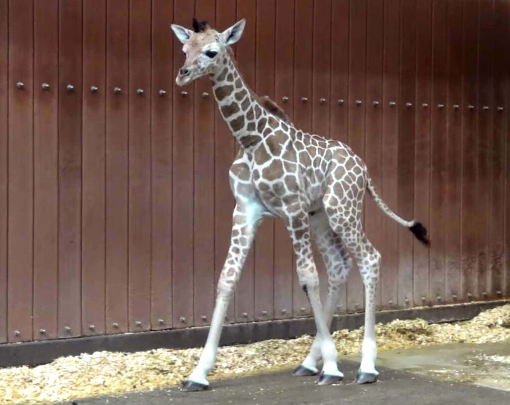 Adorable Baby Giraffe on Textured Ground with Wooden Background Wallpaper