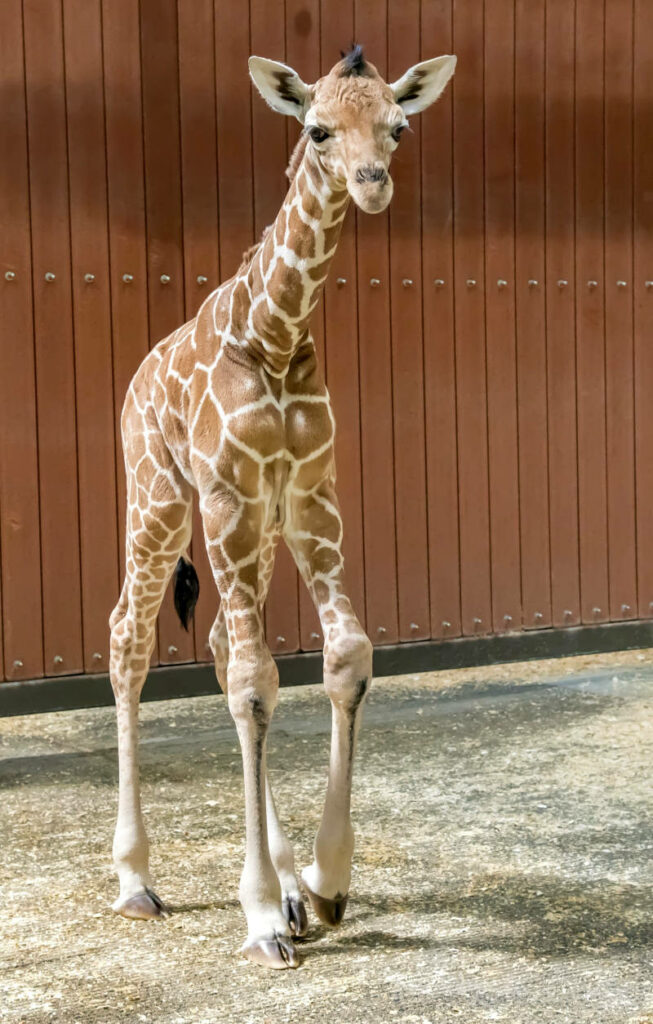 Charming Baby Giraffe Wallpaper on Wooden Background - Adorable & Graceful