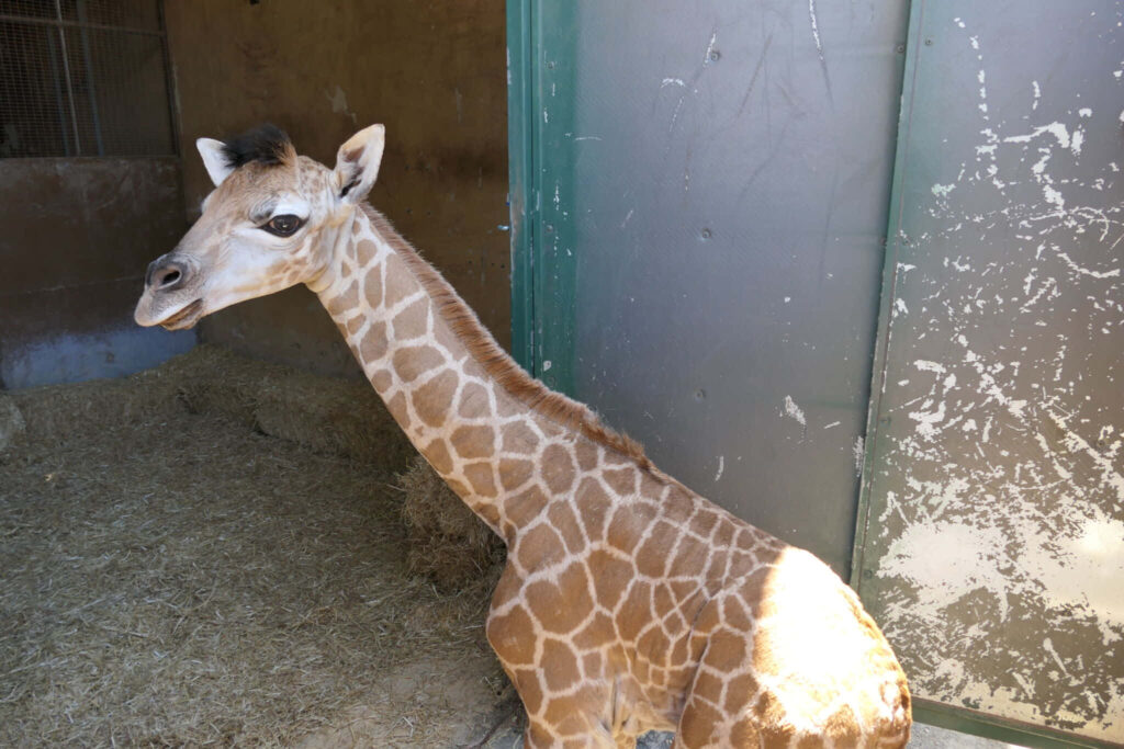 Adorable Baby Giraffe Wallpaper: Light Brown Beauty in Enclosure