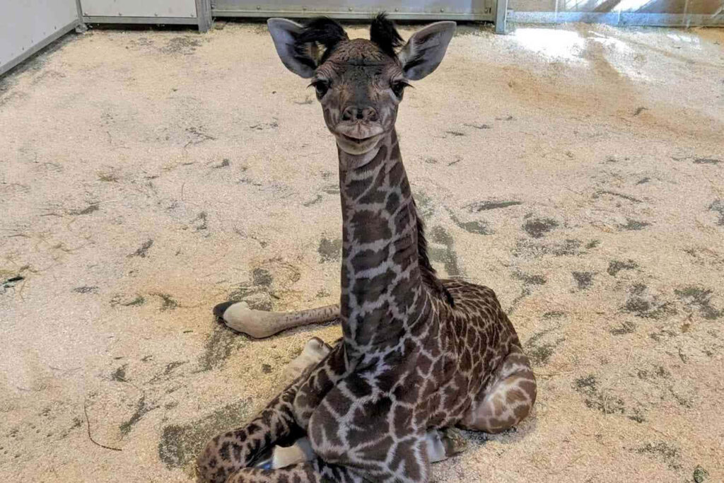 Adorable Baby Giraffe Sitting on Sandy Ground with Patterned Coat Wallpaper