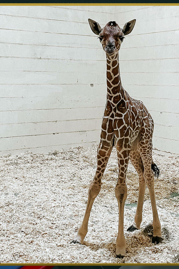 Adorable Baby Giraffe Wallpaper in Serene Enclosure Setting
