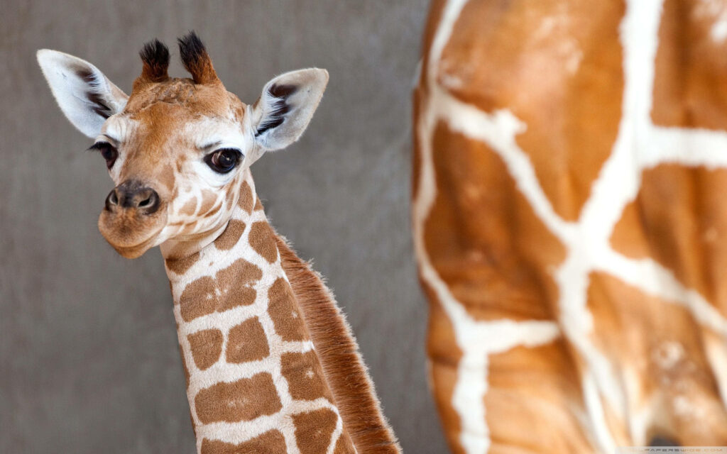 Adorable Baby Giraffe Wallpaper: Cute Close-Up & Unique Patterns