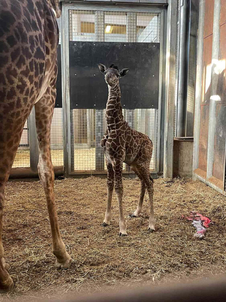 Adorable Baby Giraffe in Cozy Zoo Enclosure – Charming Wildlife Wallpaper