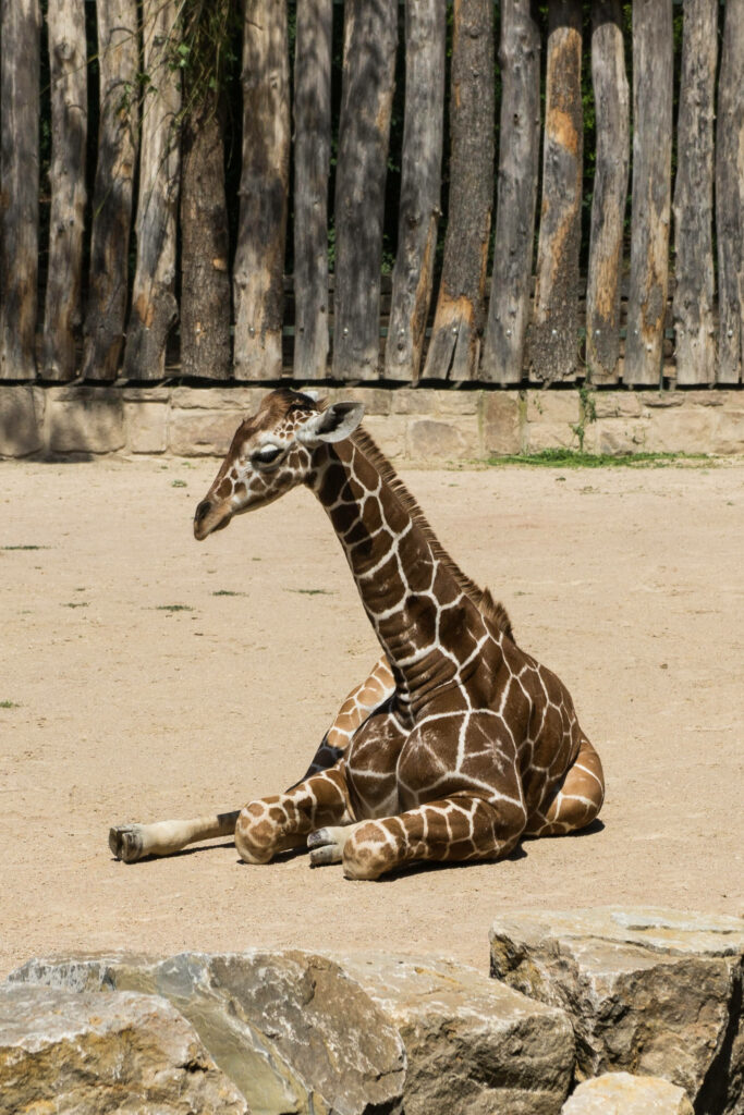 Adorable Baby Giraffe on Warm Ground: Rustic Wooden Logs Background Wallpaper
