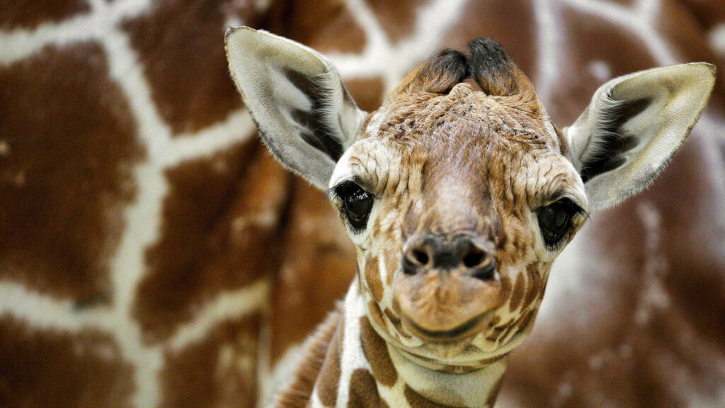 Adorable Baby Giraffe Wallpaper with Endearing Eyes and Unique Background