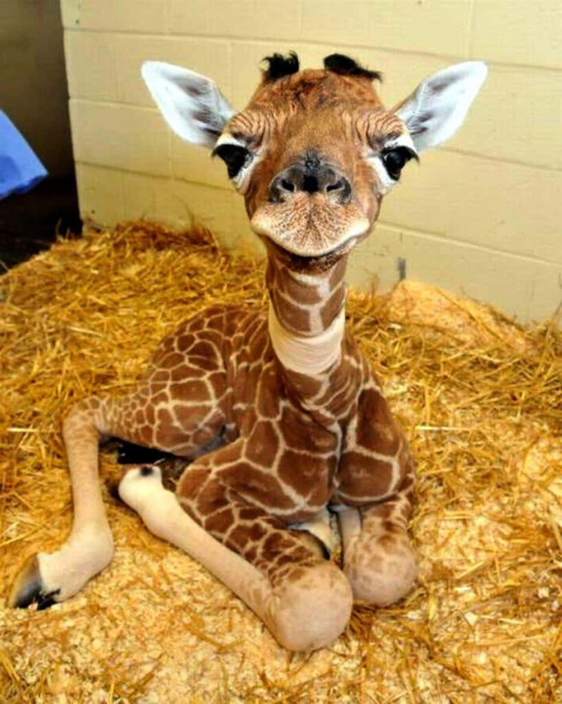 Adorable Baby Giraffe on Straw: Heartwarming Curiosity in Focus Wallpaper