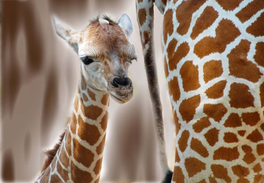 Adorable Baby Giraffe with Adult: Charming Nature Wallpaper