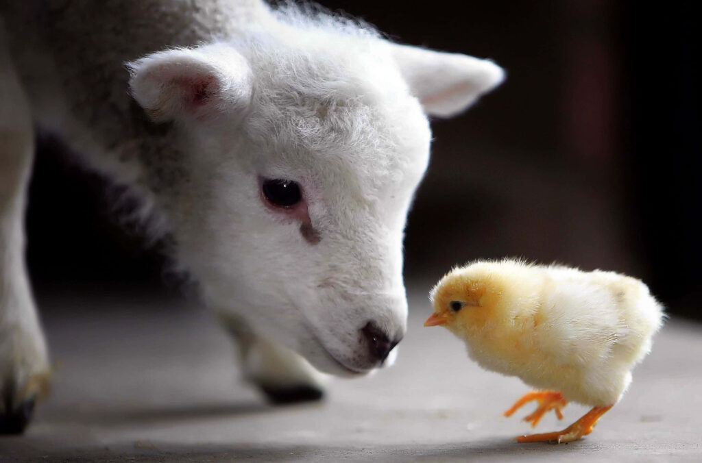 Heartwarming Wallpaper: Fluffy Baby Goat & Chick Friendship