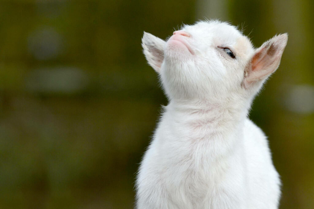 Smug Baby Goat Wallpaper: Adorable & Playful with Soft Background