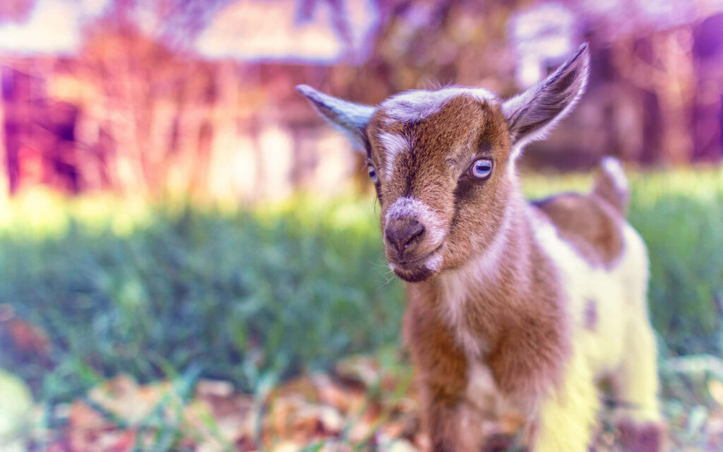 Charming Baby Goat in Grassy Field - Adorable Desktop Wallpaper
