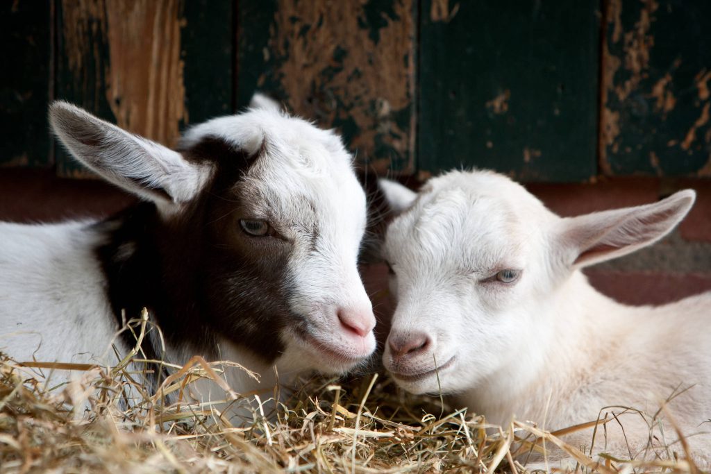Two adorable baby goats resting in golden hay by a rustic wooden barn farm wallpaper background