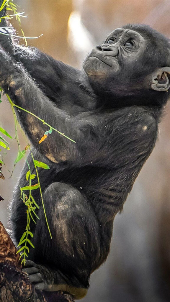 Adorable Baby Gorilla Climbing in Lush Green Leaves - iPhone Wallpaper