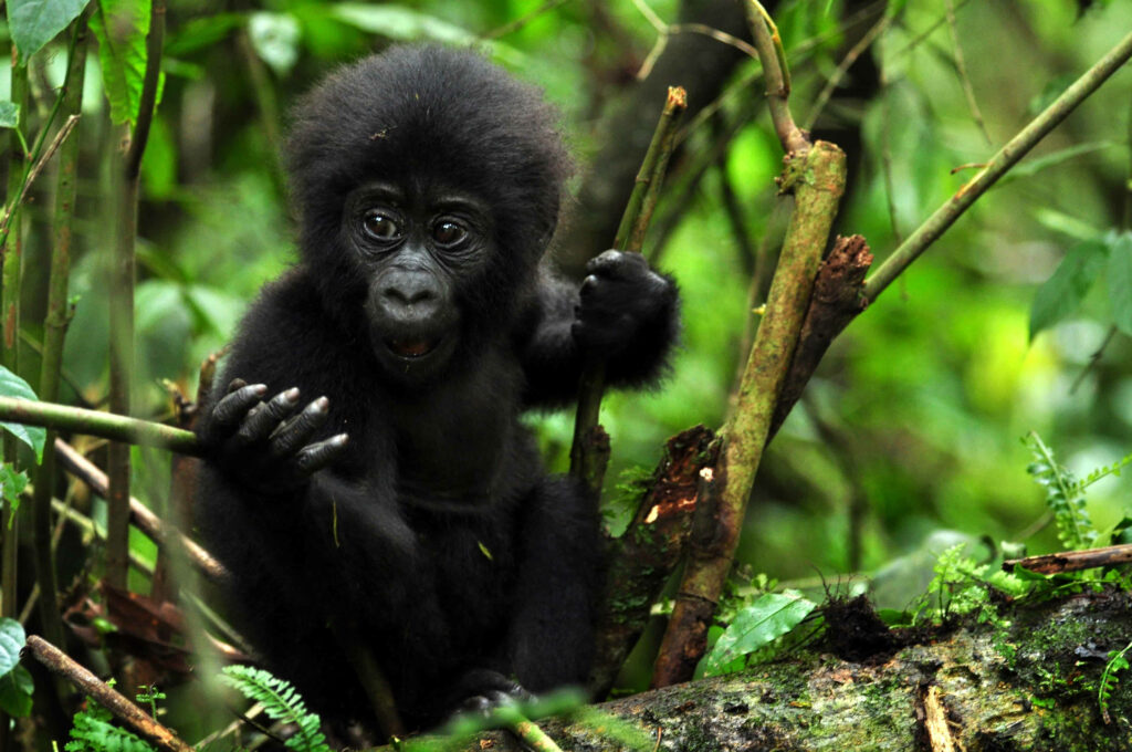 Adorable Baby Gorilla in Lush Green Forest Wallpaper Background