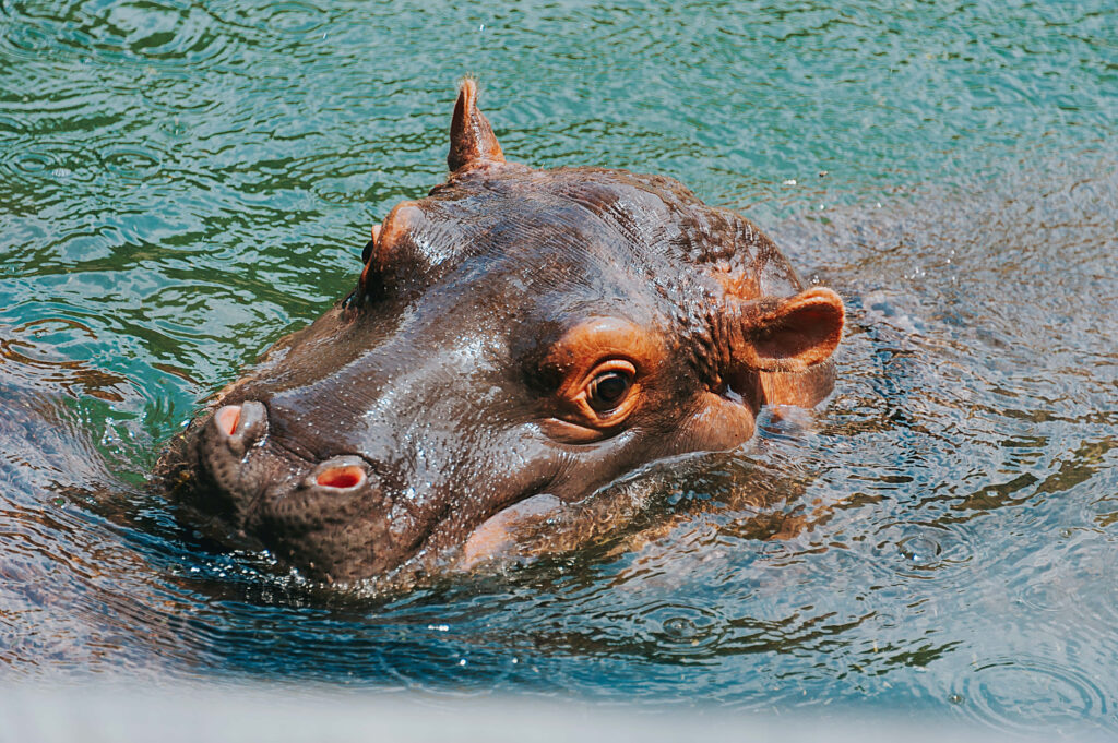 Adorable Baby Hippopotamus at Water's Edge - Serene Wallpaper