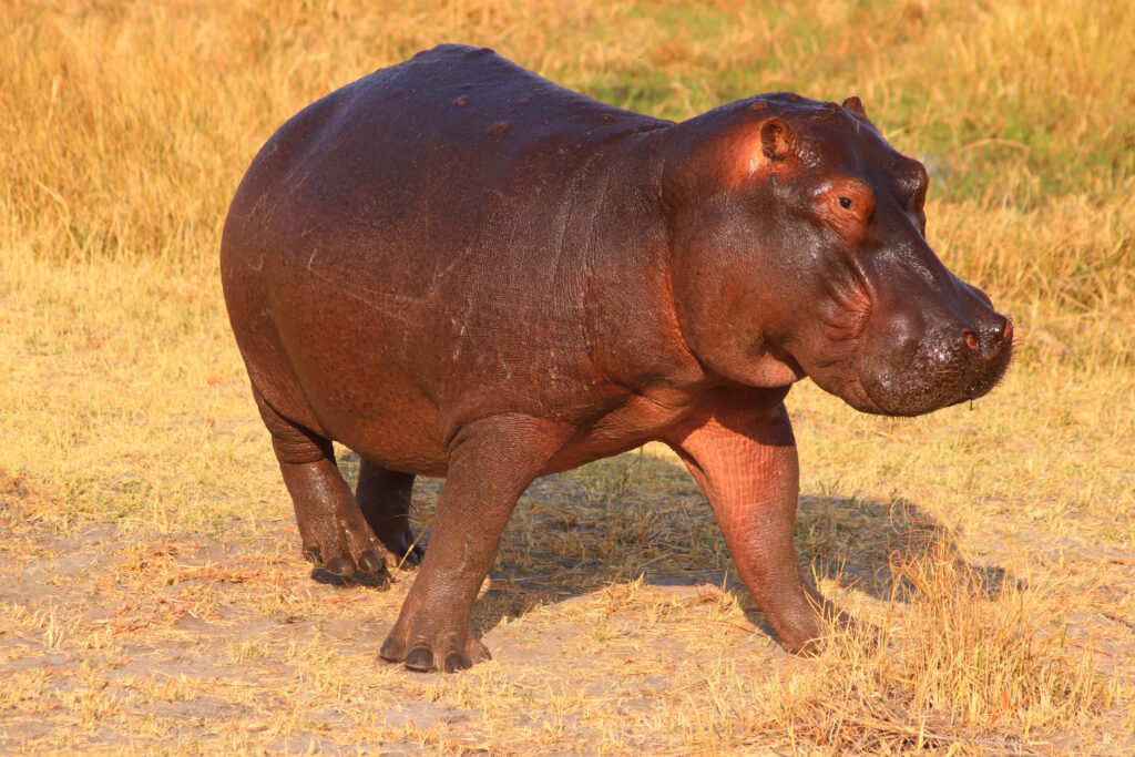 Charming Baby Hippo Strolling in Sunlit Golden Field - Nature Background Wallpaper