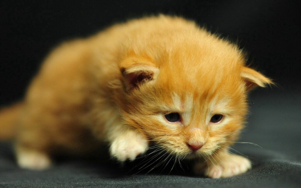 Adorable Striped Baby Kitten Walking on Dark Background Wallpaper