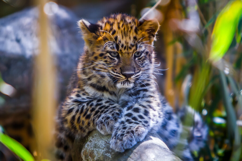 Adorable Baby Leopard in Lush Green Habitat - Playful & Fierce Wallpaper