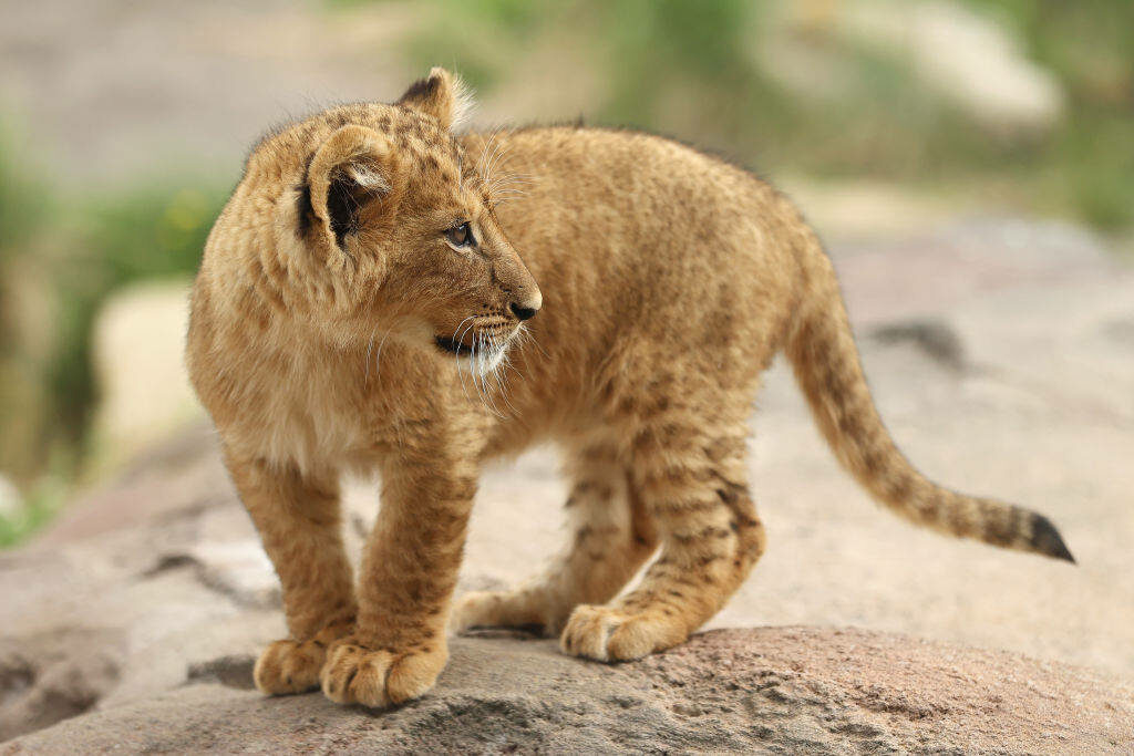 Adorable Baby Lion Cub on Rocks - Heartwarming Wildlife Wallpaper