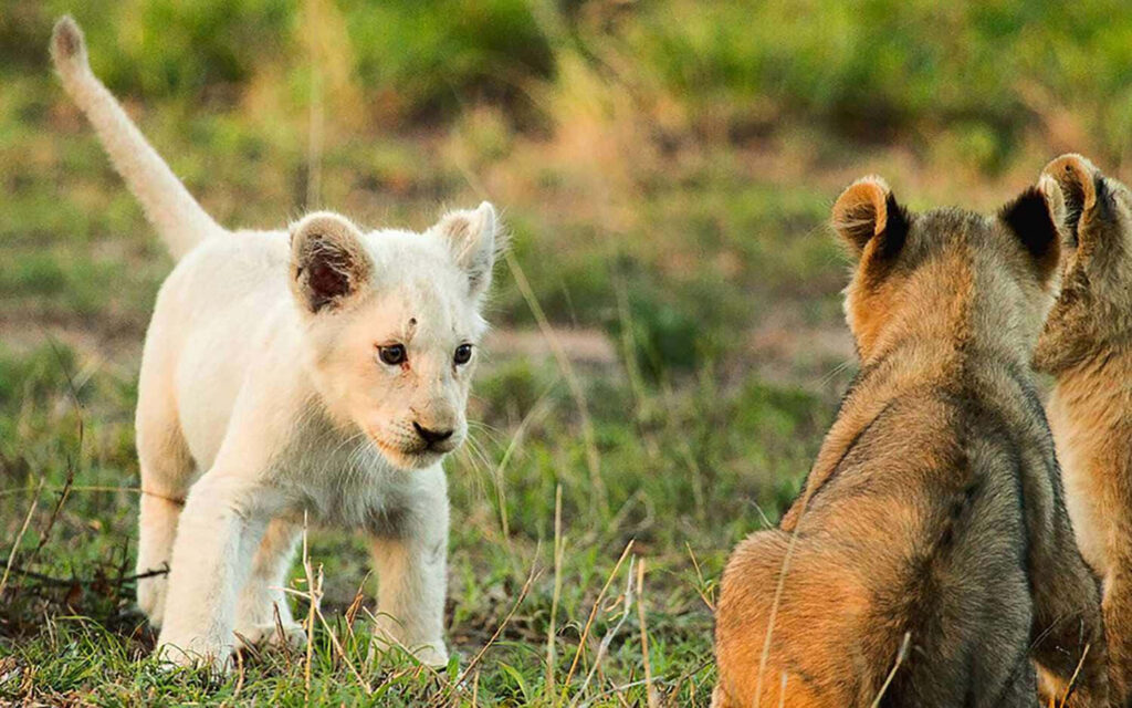 Adorable Baby Lion Cub in Lush Landscape - Wild Innocence Wallpaper