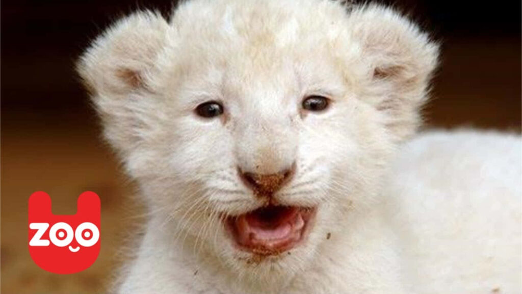 Adorable Baby Lion Cub Wallpaper: Playful & Charming Innocence