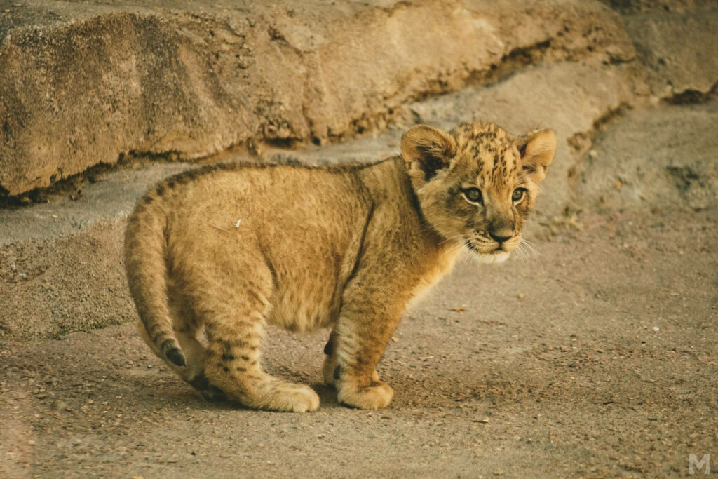 Adorable Baby Lion Cub on Sandy Terrain – Fluffy & Playful Wallpaper