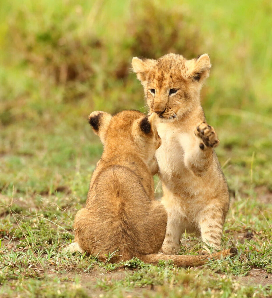 Adorable Baby Lion Cubs Explore Vibrant African Landscape Wallpaper