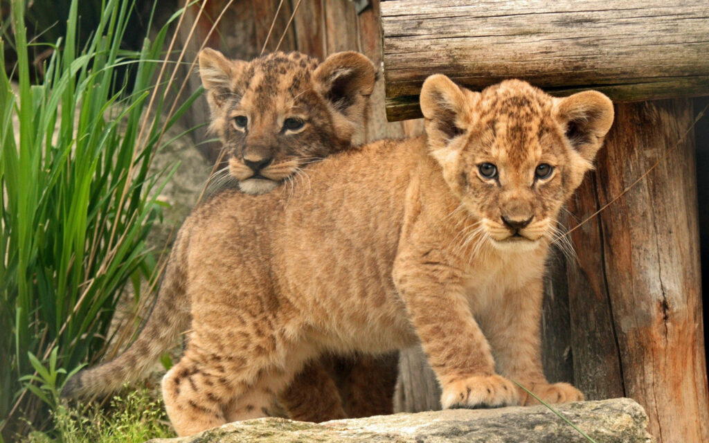 Adorable Baby Lion Cubs Play in Nature - Cute Wildlife Wallpaper