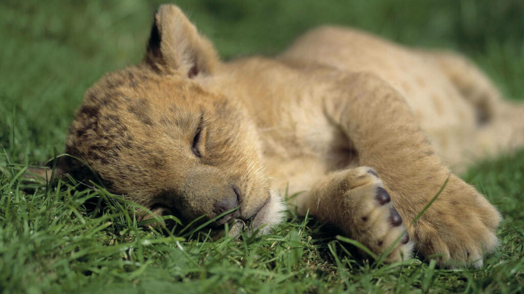 Adorable Baby Lion Napping on Lush Green Grass - Wildlife Background Wallpaper