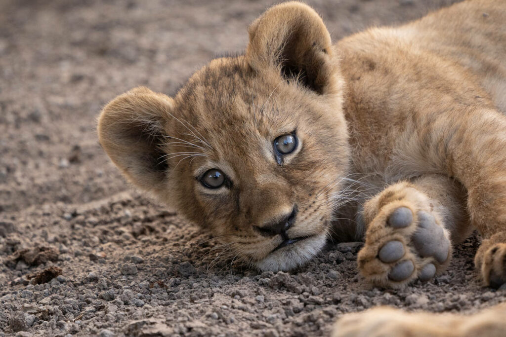 Adorable Baby Lion Awakening on Sandy Surface - Lively Wilderness Wallpaper