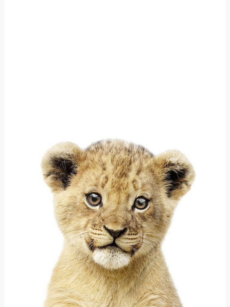 Adorable Baby Lion Wallpaper on Clean White Background
